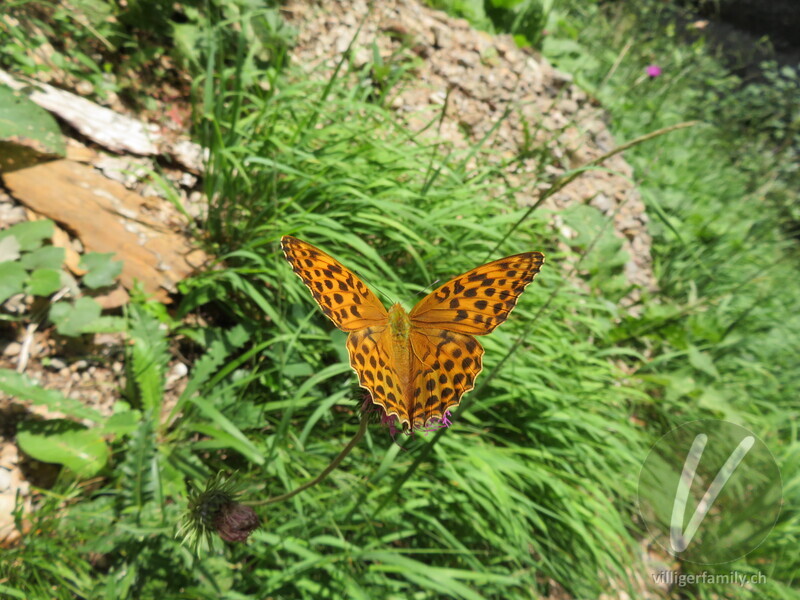 Kaisermantel: Übersicht